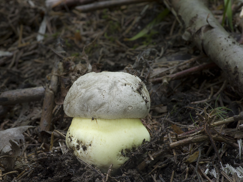 Boletus fechtneri